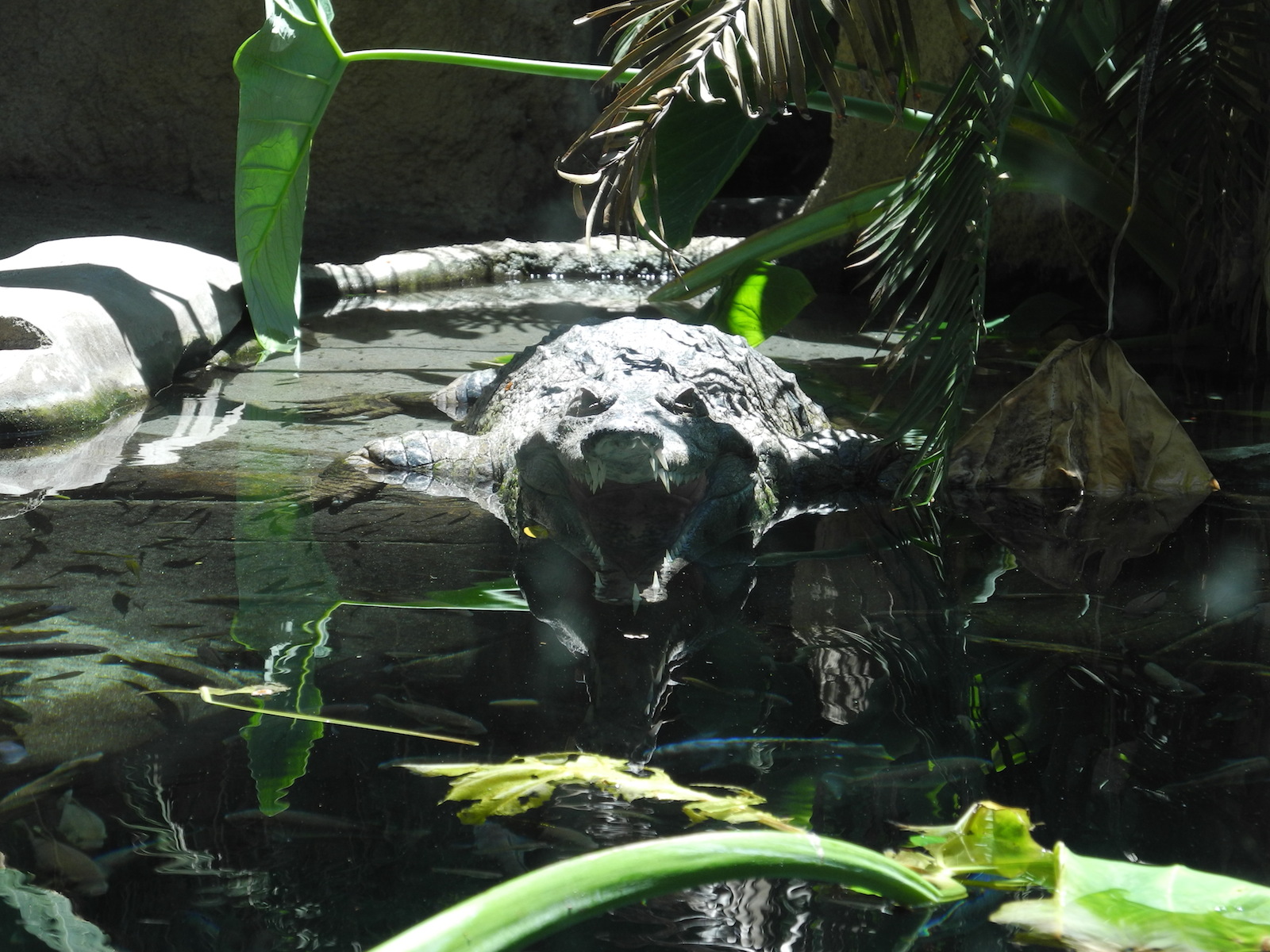 San Diego Zoo