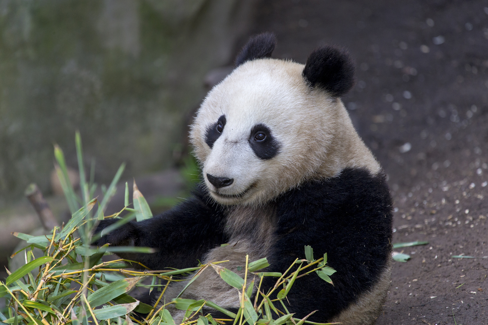 Weekend at San Diego Zoo, USA