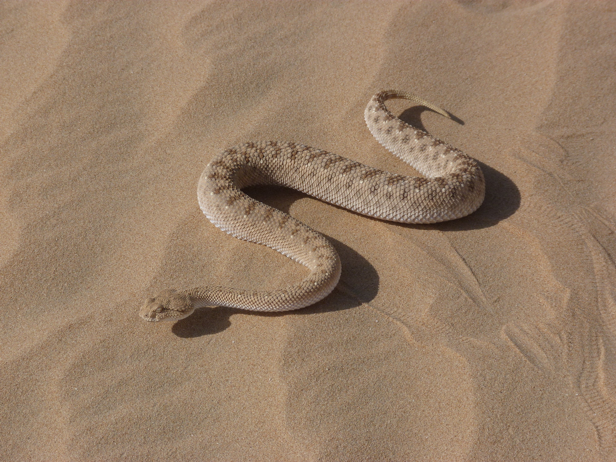 Weekend with Snakes in UAE | Weekend ideas for the UAE