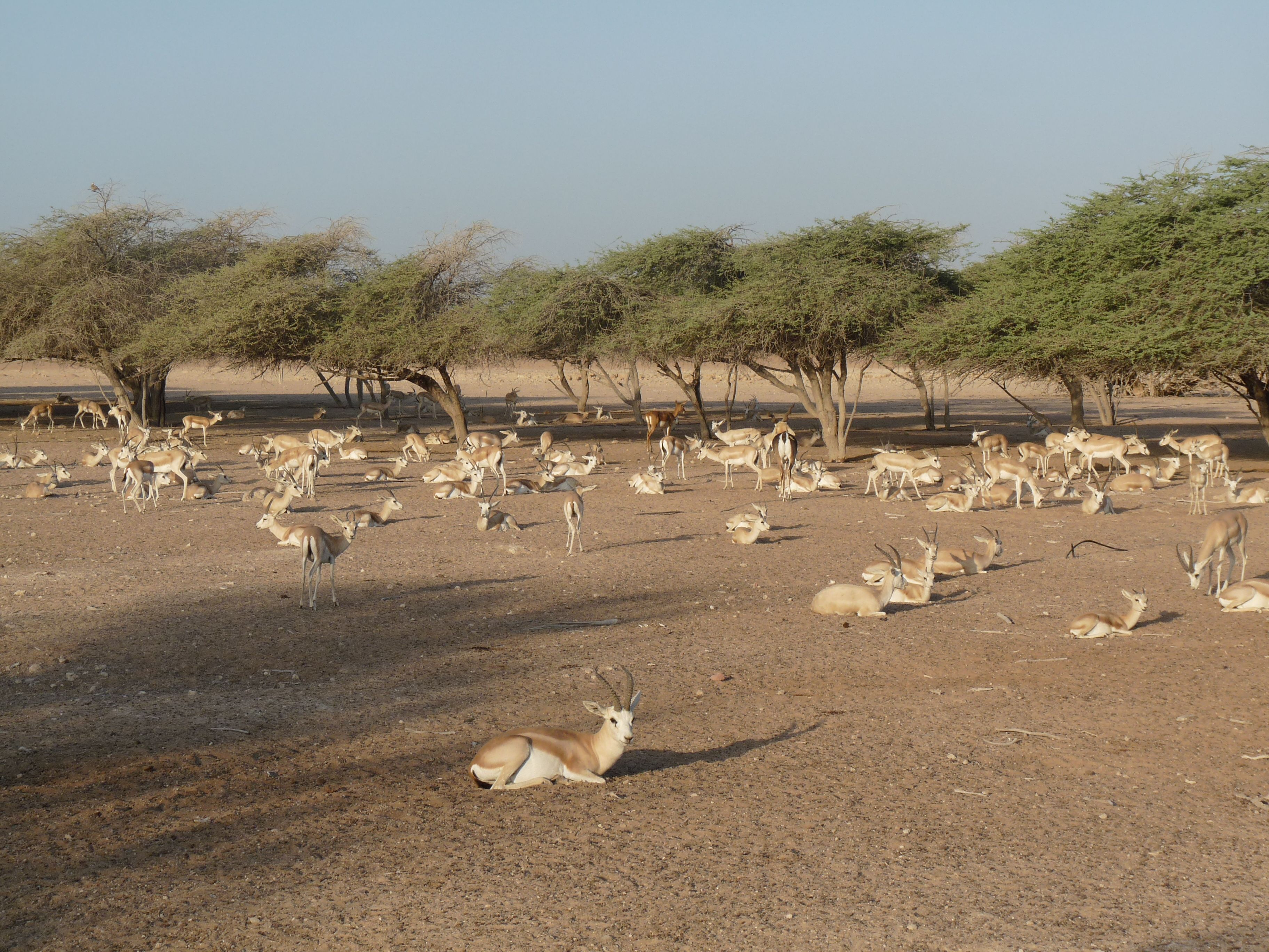 Nature and Wildlife Drive with Anantara at Sir Bani Yas Island.