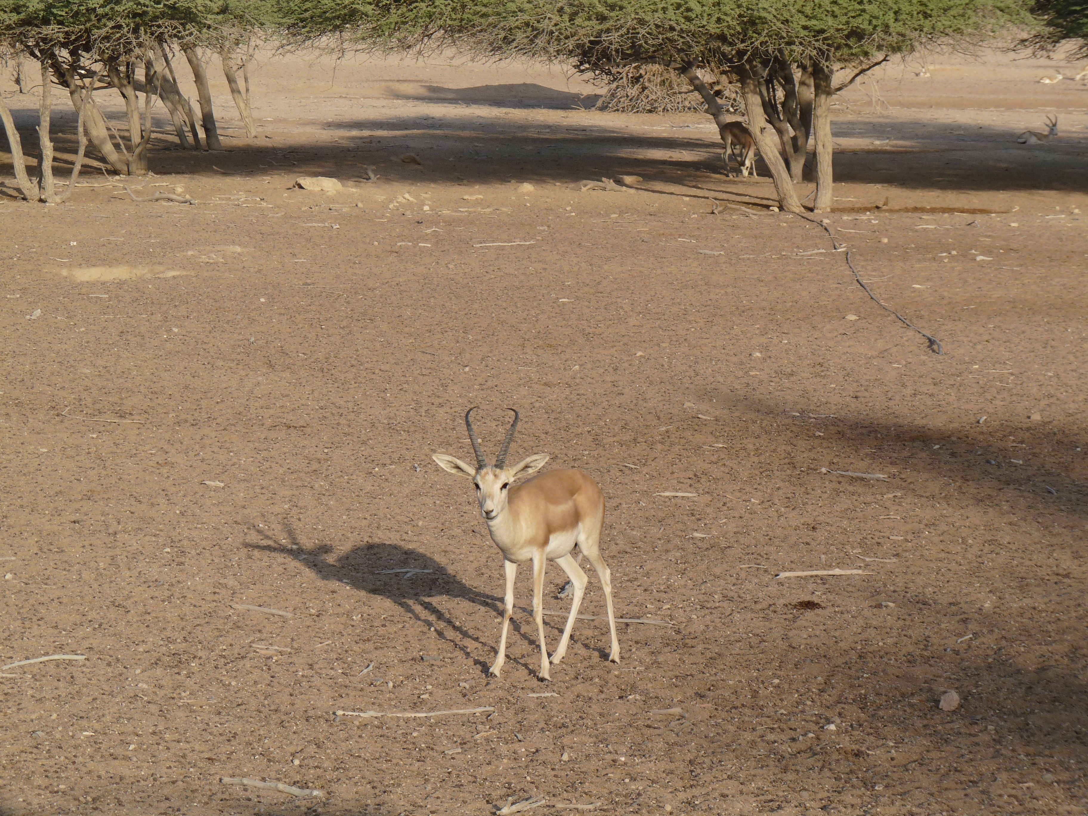 Nature and Wildlife Drive with Anantara at Sir Bani Yas Island.