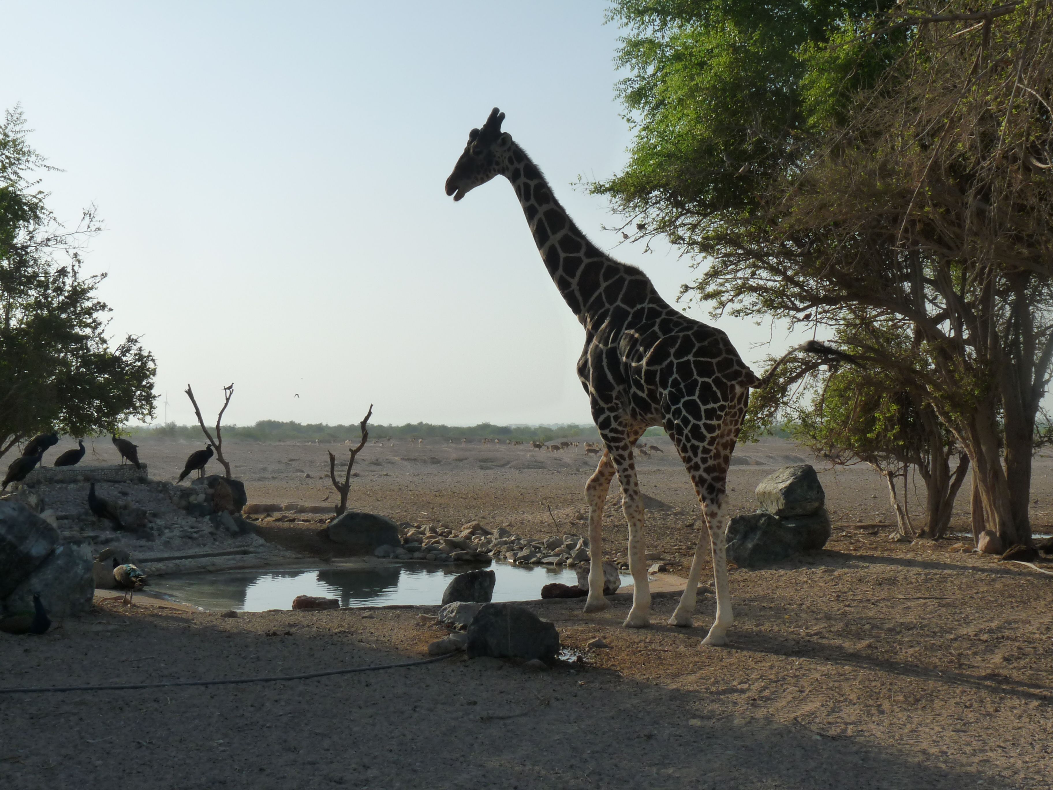 Nature and Wildlife Drive with Anantara at Sir Bani Yas Island.