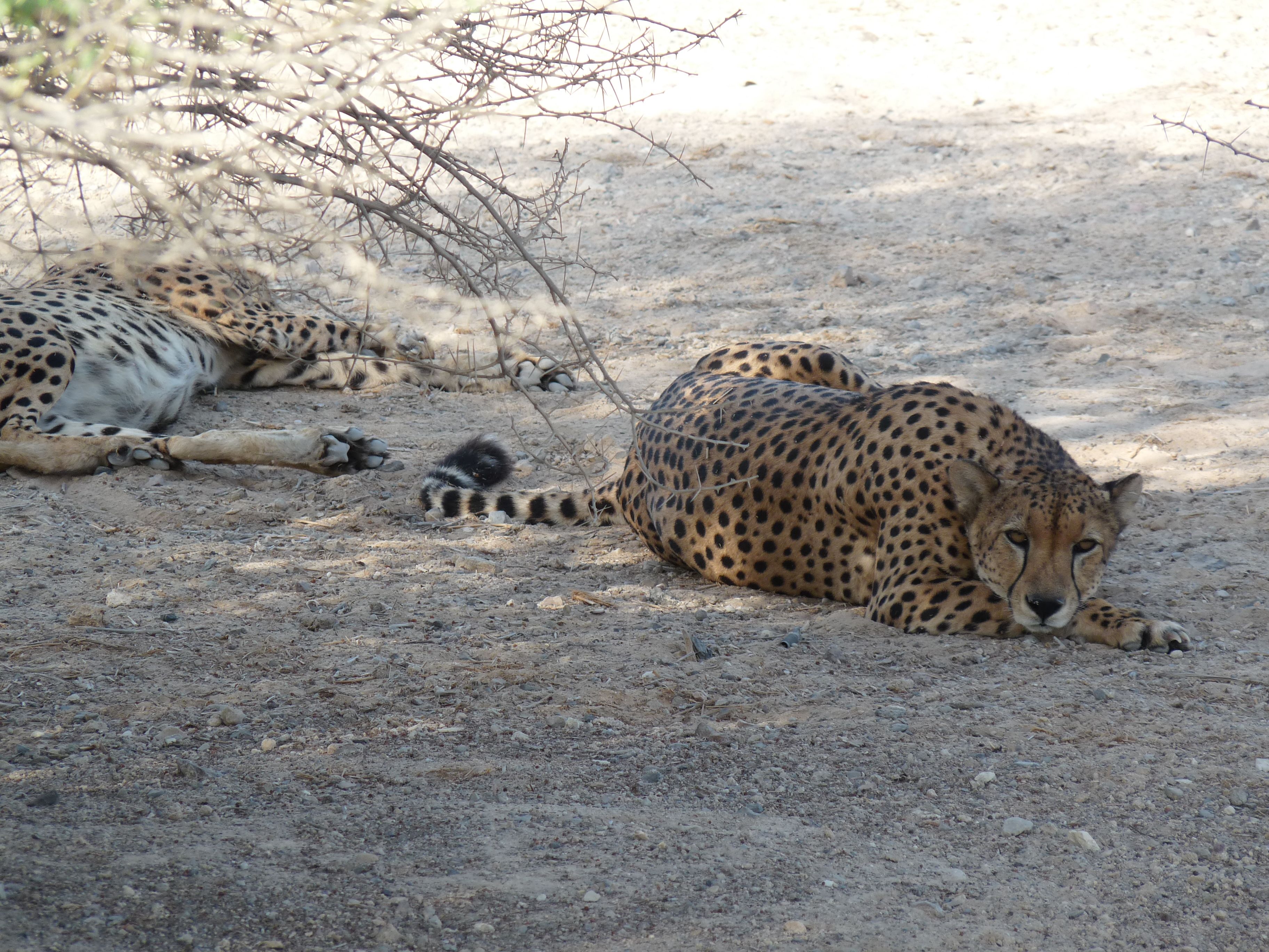 Nature and Wildlife Drive with Anantara at Sir Bani Yas Island.