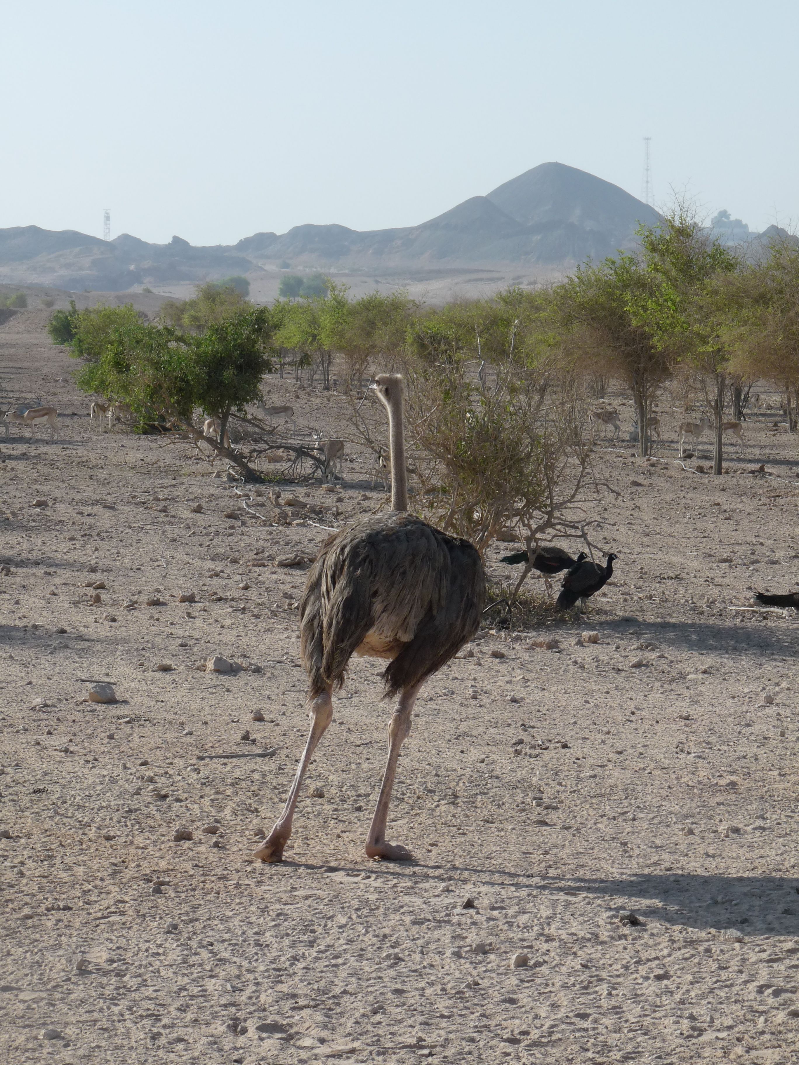 Nature and Wildlife Drive with Anantara at Sir Bani Yas Island.