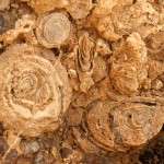 Fossils Close-up