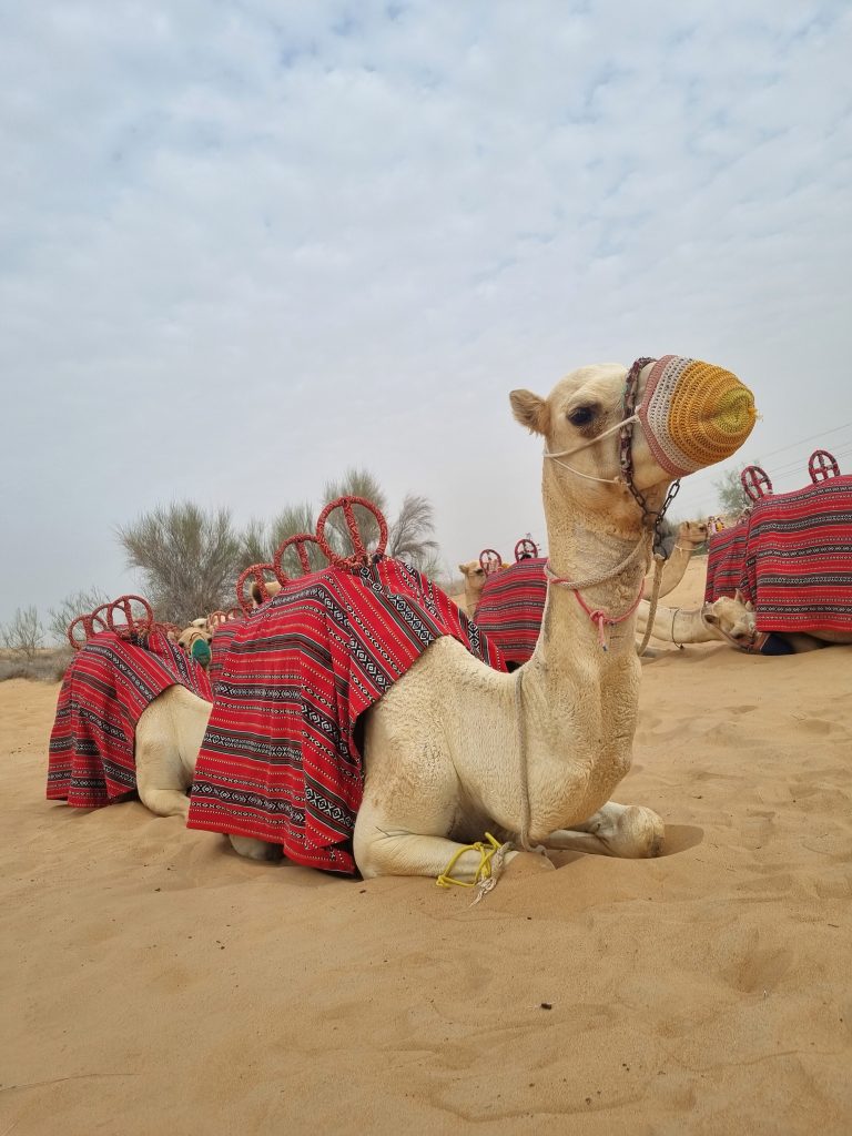 weekenduae Iftar with Platinum Heritage Safari Tour in the Dubai Desert Conservation Centre UAE