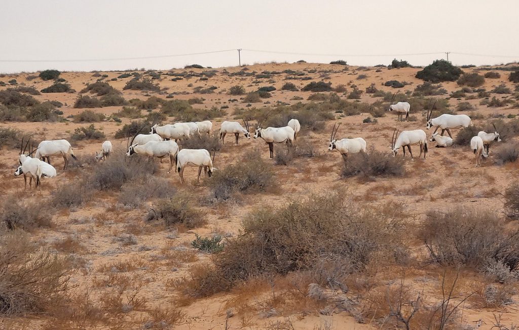 weekenduae Iftar with Platinum Heritage Safari Tour in the Dubai Desert Conservation Centre UAE