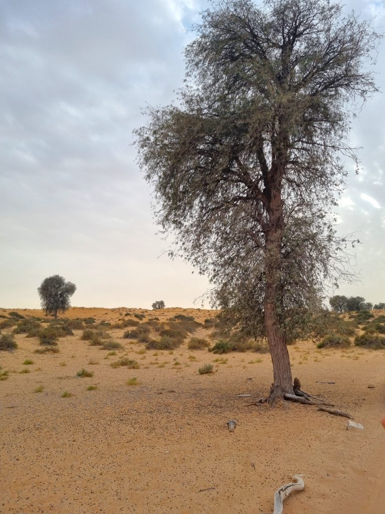 weekenduae Iftar with Platinum Heritage Safari Tour in the Dubai Desert Conservation Centre UAE